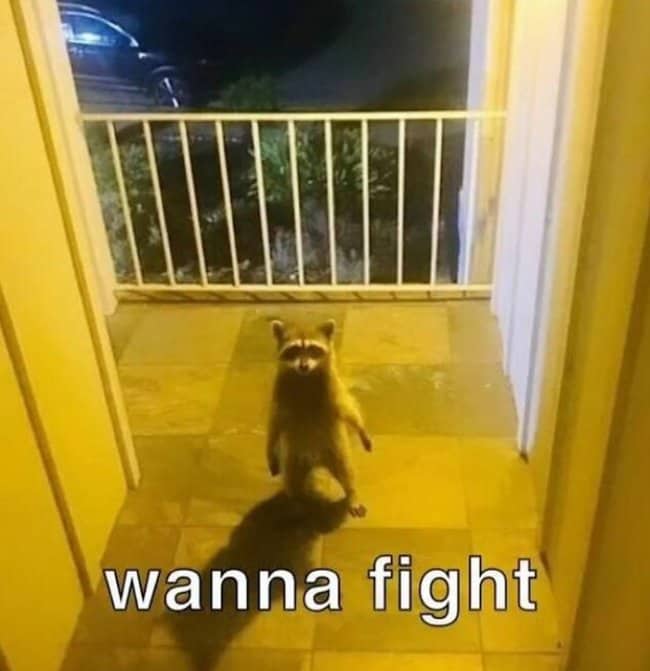 A small raccoon standing upright on its hind legs on a dimly lit patio.