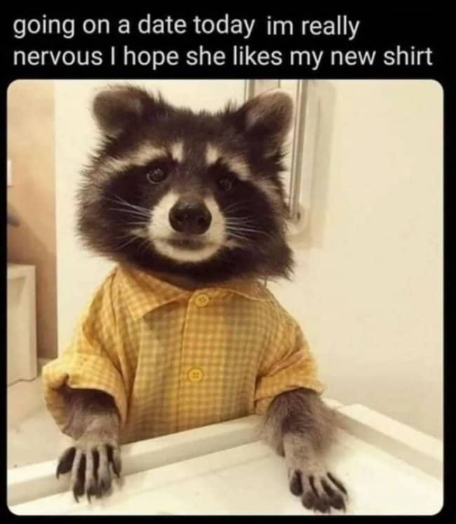 A raccoon dressed in a yellow checkered button-down shirt leaning forward nervously.