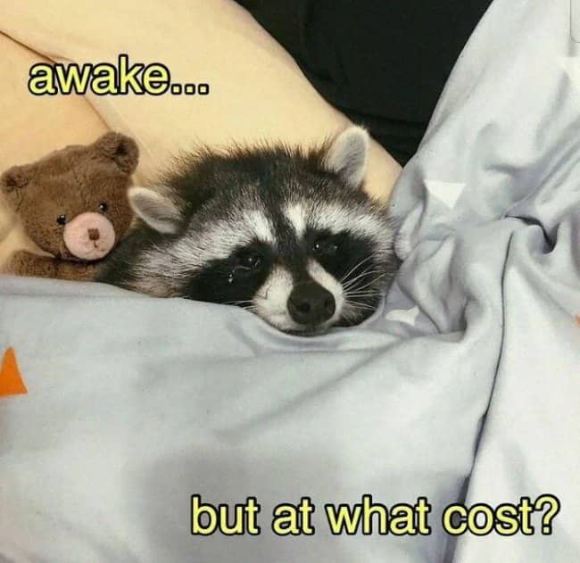 A sad looking raccoon tucked into bed under blankets next to a small teddy bear.