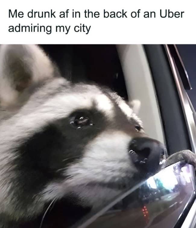 Close-up of a raccoon looking longingly out of a car window at night.