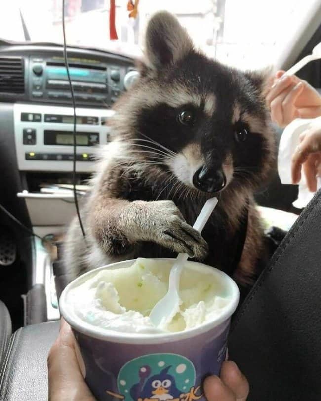 A pet raccoon sitting in a car front seat holding a small white spoon in a cup of ice cream.
