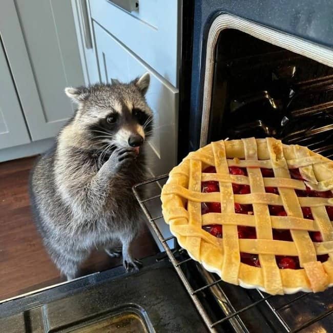 A raccoon standing inside a kitchen licking its fingers next to a freshly baked cherry pie.