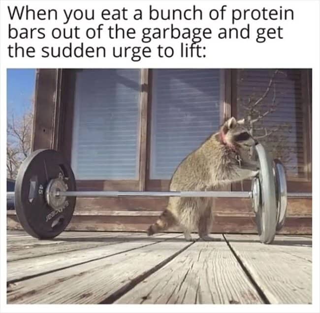 A raccoon standing on a wooden deck pushing against a heavy weightlifting barbell.