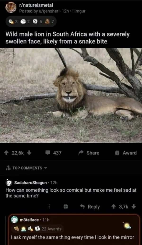 Reddit comment thread about a swollen lion face delivering a savage look-in-the-mirror self-burn meme.