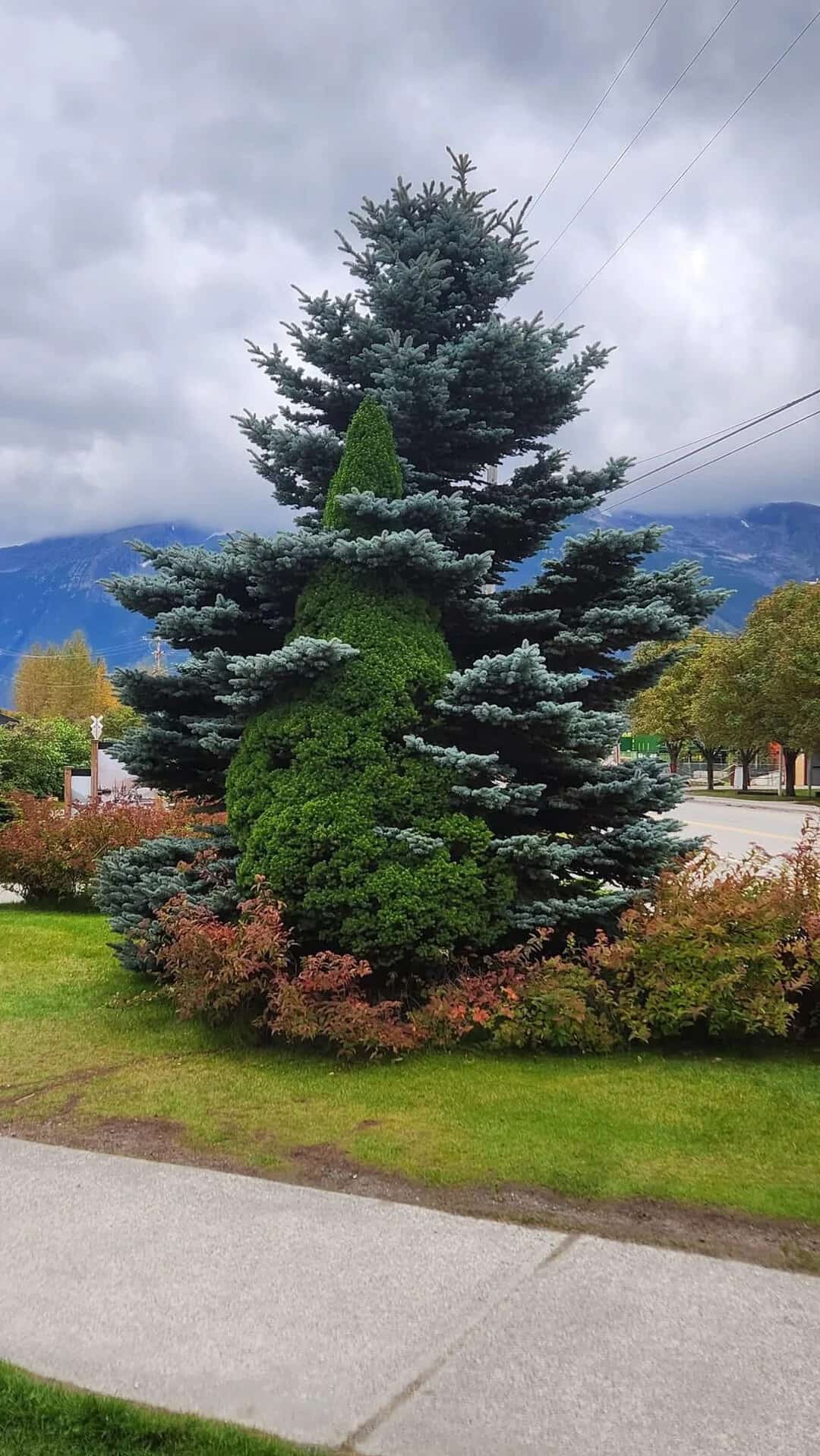 A bright green pine tree growing and slowly swallowing a dark blue evergreen tree.