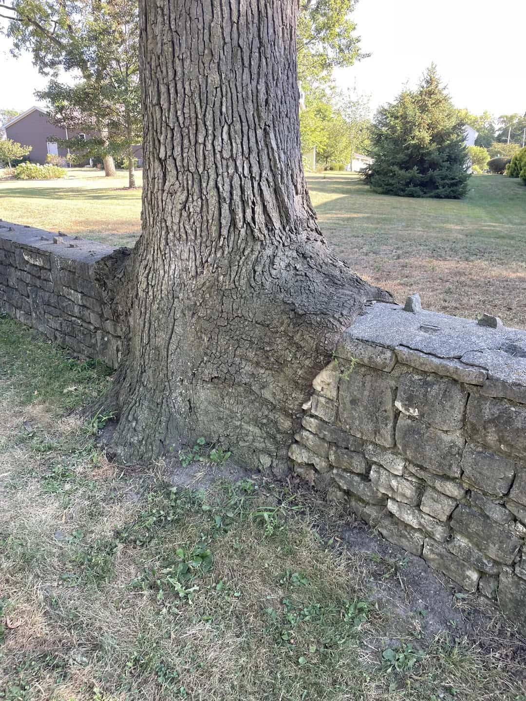 A large tree trunk absorbing a gray stone wall as it grows outwards.