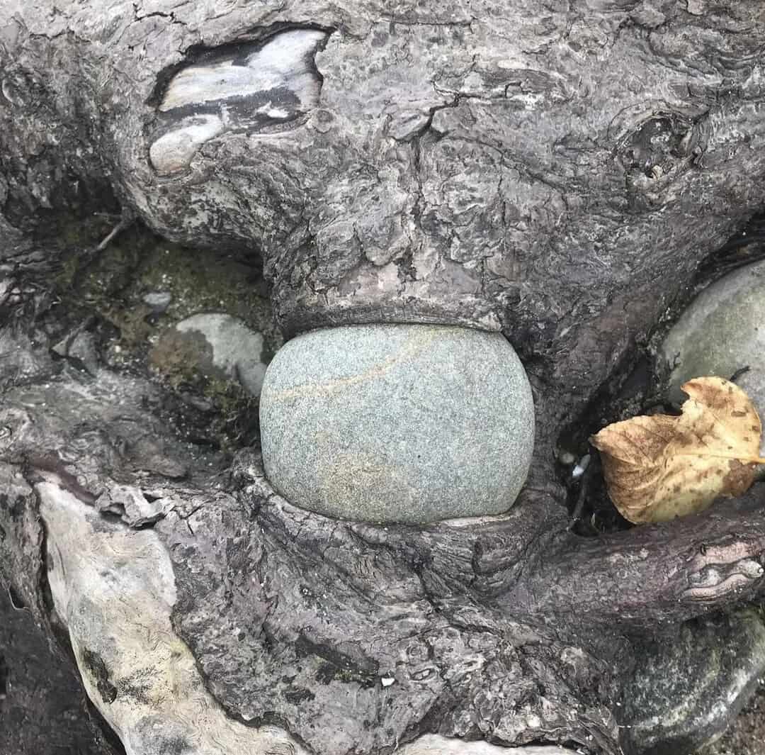 Gnarled gray tree roots growing tightly around a smooth gray stone resembling a mouth.