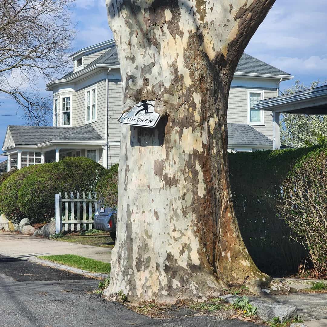 A large tree trunk consuming a metal road sign reading caution children at night.