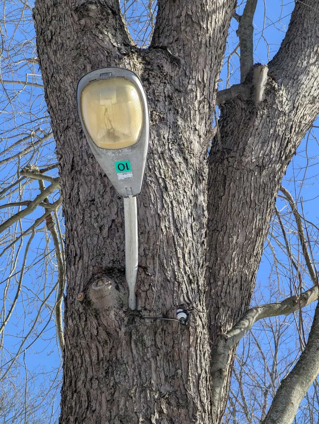 A thick tree trunk growing over and encasing a metal street light pole.