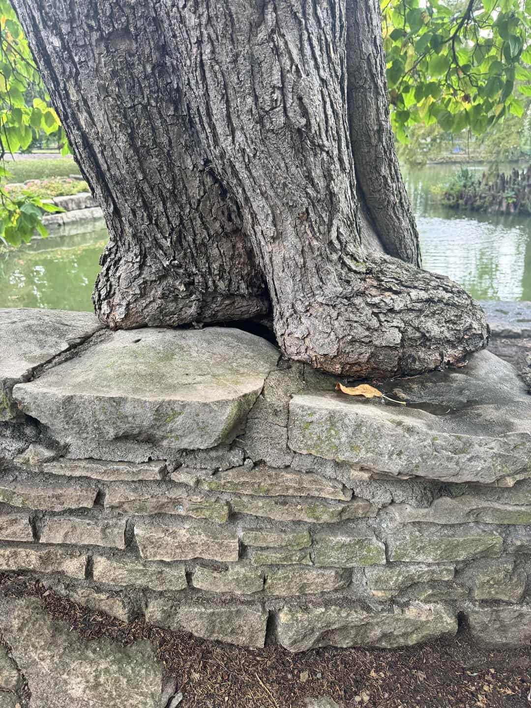 Tree trunks shaped like two large boots growing over a gray stone wall.