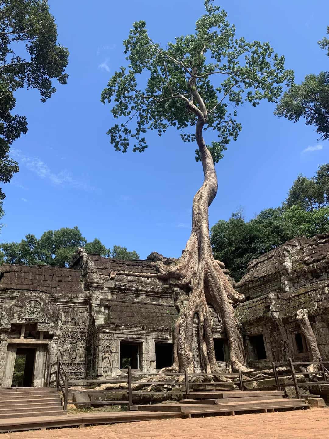 A massive ancient tree growing directly out of a stone temple ruins in Cambodia.