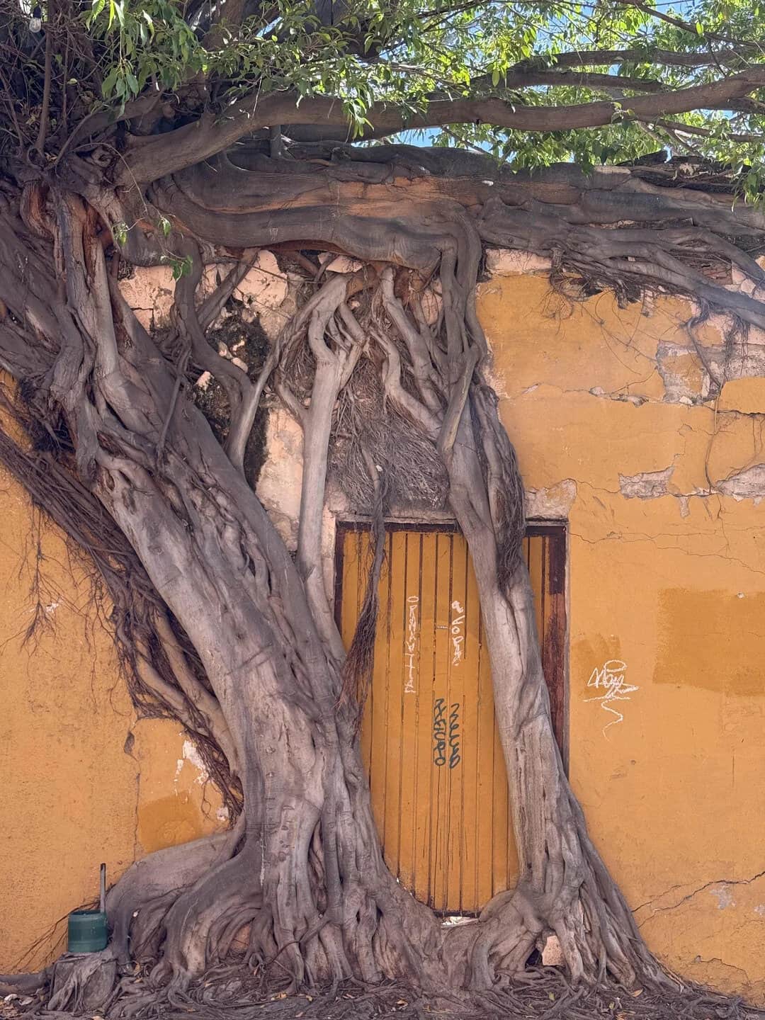 Thick tree roots and trunk completely growing over a yellow wooden door in brick wall.