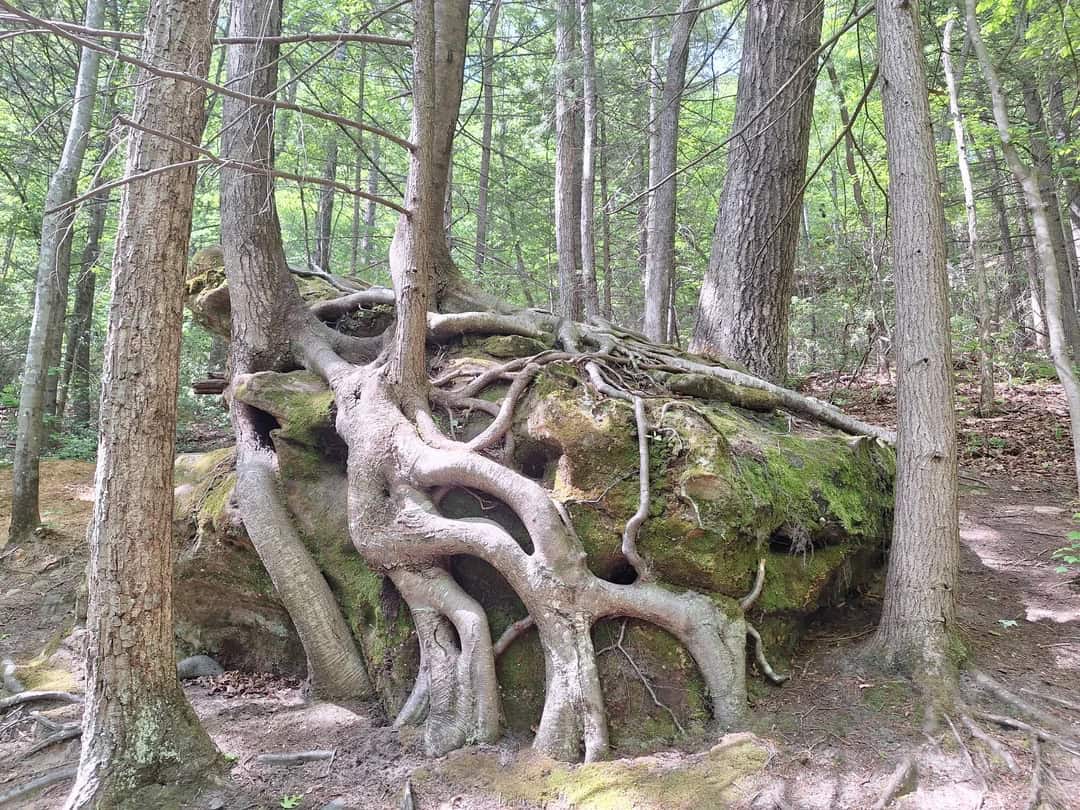 Tree roots forming a ribcage shape as they grow around a large mossy boulder.