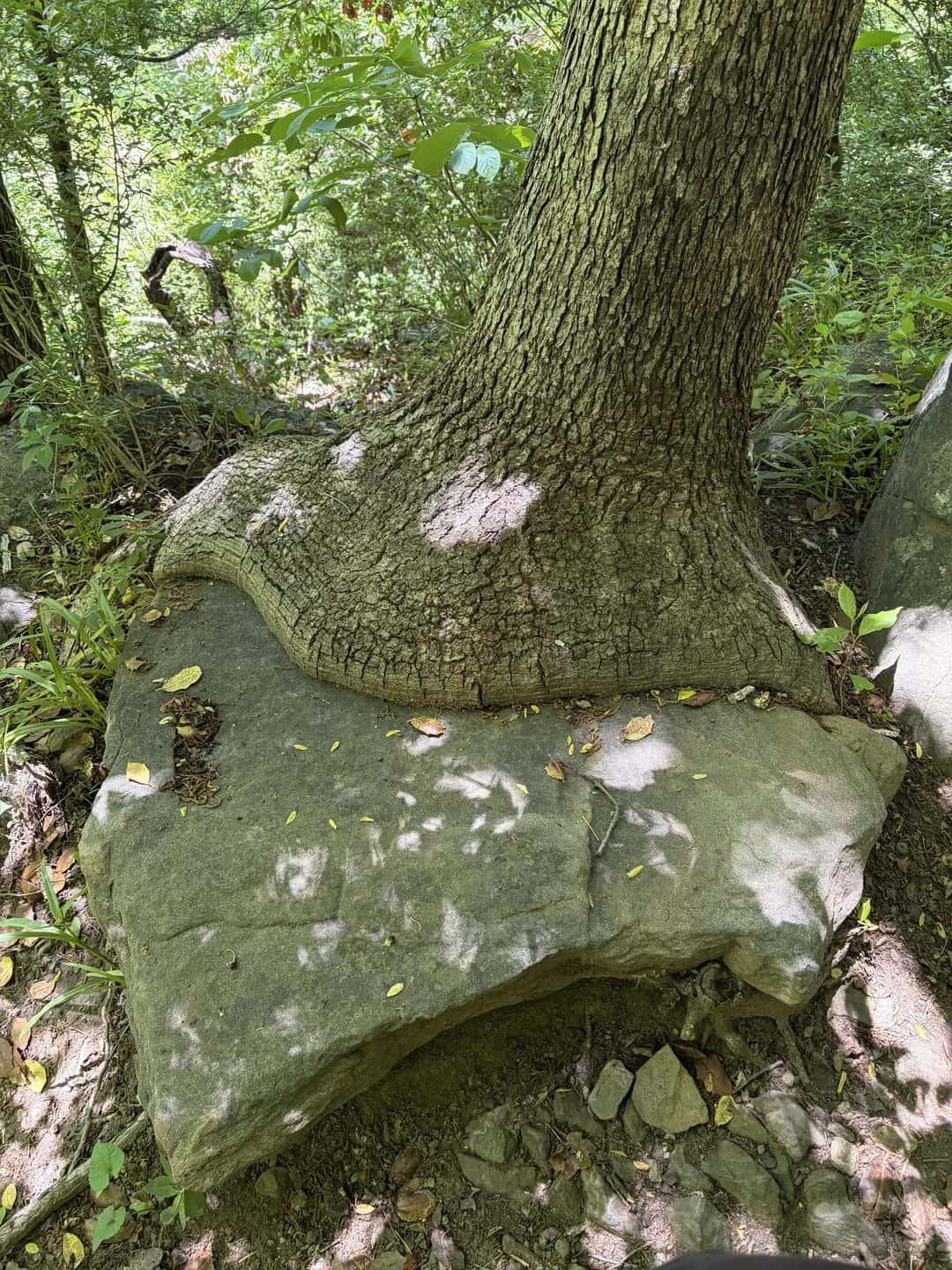 The bottom of a thick tree trunk oozing over a flat gray forest boulder.